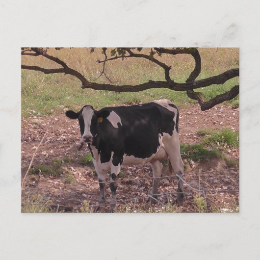Carte Postale Vache mûre sous arbre (Devant)