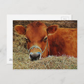 Carte Postale Vache nichée (Devant / Derrière)