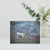 Carte Postale Vache noire (Debout devant)