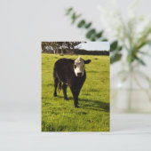 Carte Postale Vache Noire À Visage Blanc Et Mohawk, (Debout devant)