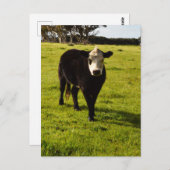 Carte Postale Vache Noire À Visage Blanc Et Mohawk, (Devant / Derrière)