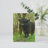 Carte Postale Vache Noire Des Highlands Dans Les Bois (Debout devant)