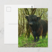 Carte Postale Vache Noire Des Highlands Dans Les Bois (Devant / Derrière)