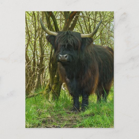 Carte Postale Vache Noire Des Highlands Dans Les Bois (Devant)