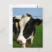 Carte Postale vache noire et blanche près (Devant / Derrière)