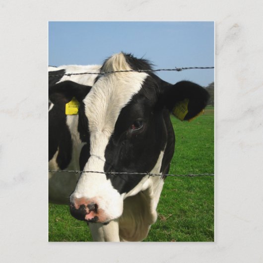 Carte Postale vache noire et blanche près (Devant)