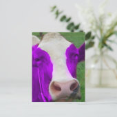 Carte Postale vache pourpre (Debout devant)