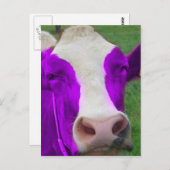 Carte Postale vache pourpre (Devant / Derrière)
