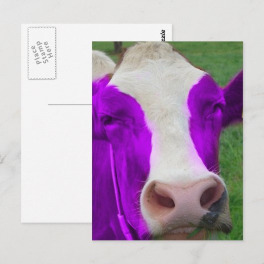 Carte Postale vache pourpre (Devant / Derrière)