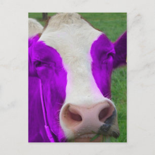 Carte Postale vache pourpre