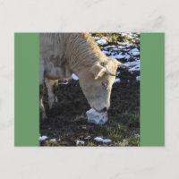 Vache qui lèche un bloc de sel