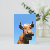 Carte Postale Vache riante (Debout devant)