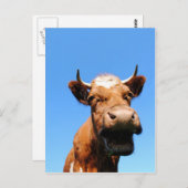 Carte Postale Vache riante (Devant / Derrière)