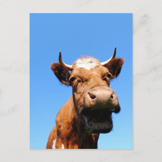 Carte Postale Vache riante (Devant)