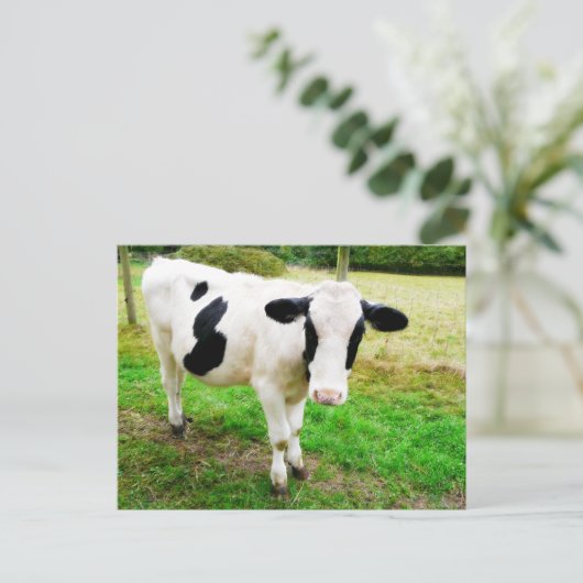 Carte Postale Vache S noir et blanc (Debout devant)