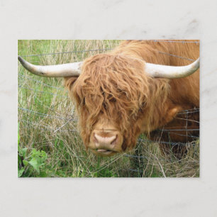 Carte Postale Vache Shaggy Highland