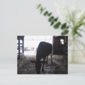 Carte Postale vache solitaire (Debout devant)