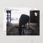 Carte Postale vache solitaire (Devant / Derrière)