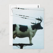 Carte Postale Vache sur un pôle téléphonique (Devant / Derrière)