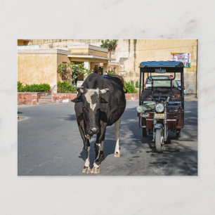 Carte Postale Vache traversant la route   Scène de rue dans l'In