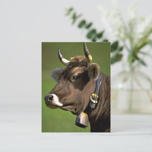 Carte Postale Vache typique (Debout devant)