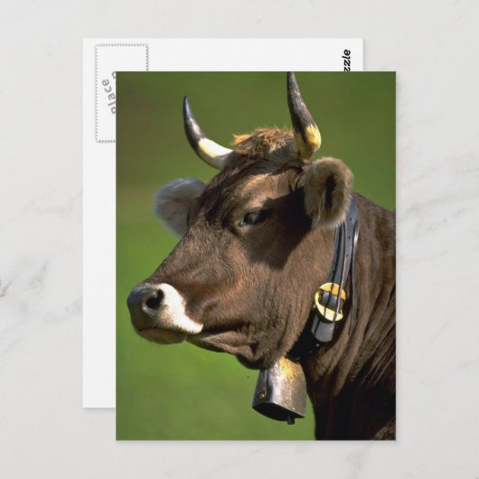 Carte Postale Vache typique (Devant / Derrière)