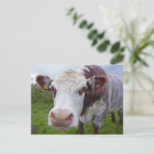 Carte Postale Vache unique qui regarde dans la caméra (Debout devant)