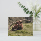 Carte Postale Vache Watusi (Debout devant)
