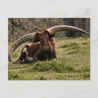 Carte Postale Vache Watusi