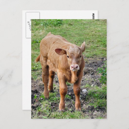 CARTE POSTALE VACHES (Devant / Derrière)