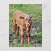 CARTE POSTALE VACHES (Devant)
