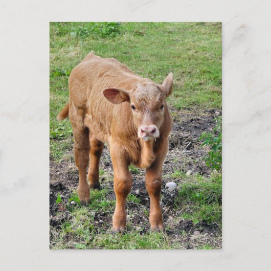 CARTE POSTALE VACHES (Devant)