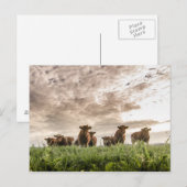 Carte Postale Vaches (Devant / Derrière)