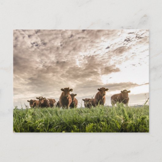 Carte Postale Vaches (Devant)