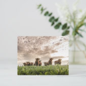 Carte Postale Vaches (Debout devant)