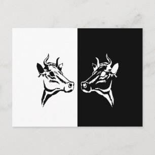 Carte Postale Vaches