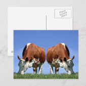 Carte Postale Vaches (Devant / Derrière)