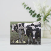 Carte Postale Vaches (Debout devant)