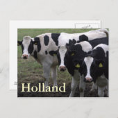Carte Postale Vaches (Devant / Derrière)