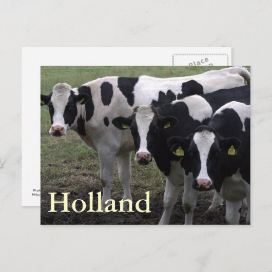 Carte Postale Vaches (Devant / Derrière)