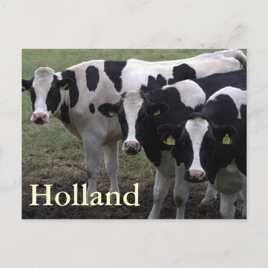 Carte Postale Vaches (Devant)