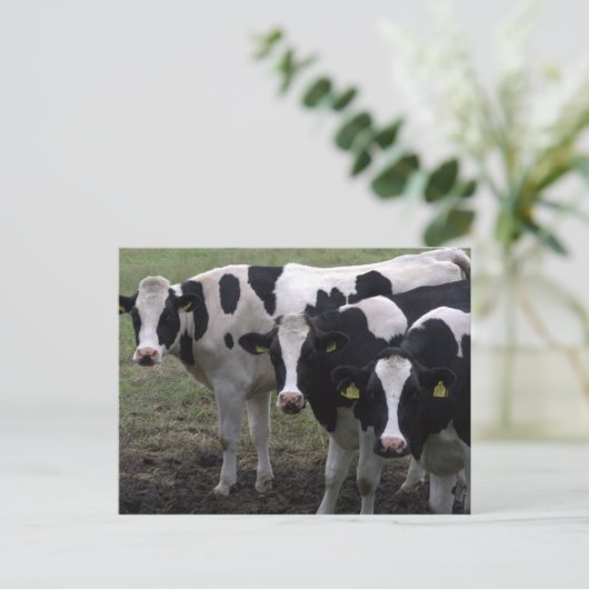 Carte Postale Vaches (Debout devant)