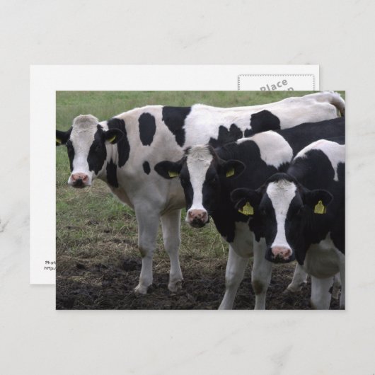 Carte Postale Vaches (Devant / Derrière)
