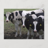 Carte Postale Vaches (Devant)