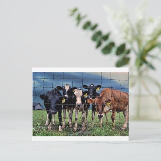 Carte Postale Vaches (Debout devant)