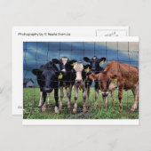 Carte Postale Vaches (Devant / Derrière)