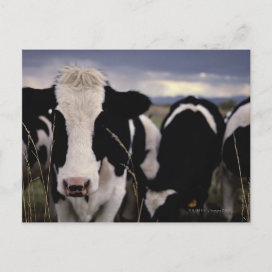 Carte Postale Vaches 3 (Devant)