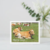 Carte Postale Vaches alpines (Debout devant)