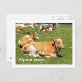Carte Postale Vaches alpines (Devant / Derrière)