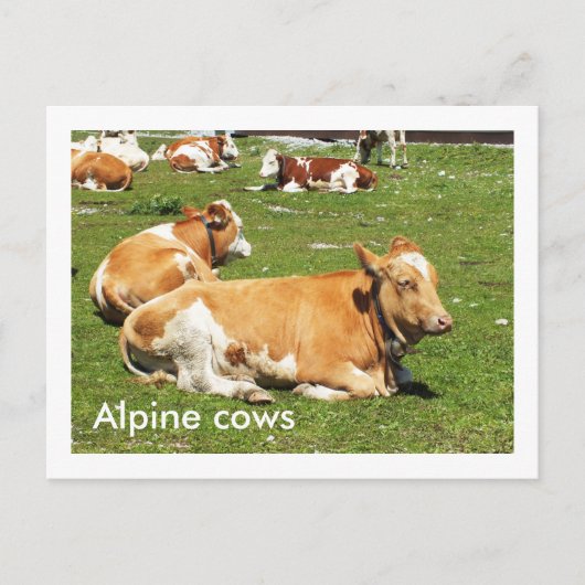Carte Postale Vaches alpines (Devant)